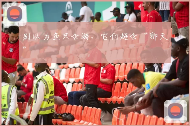 别以为鱼只会游，它们超会“聊天”